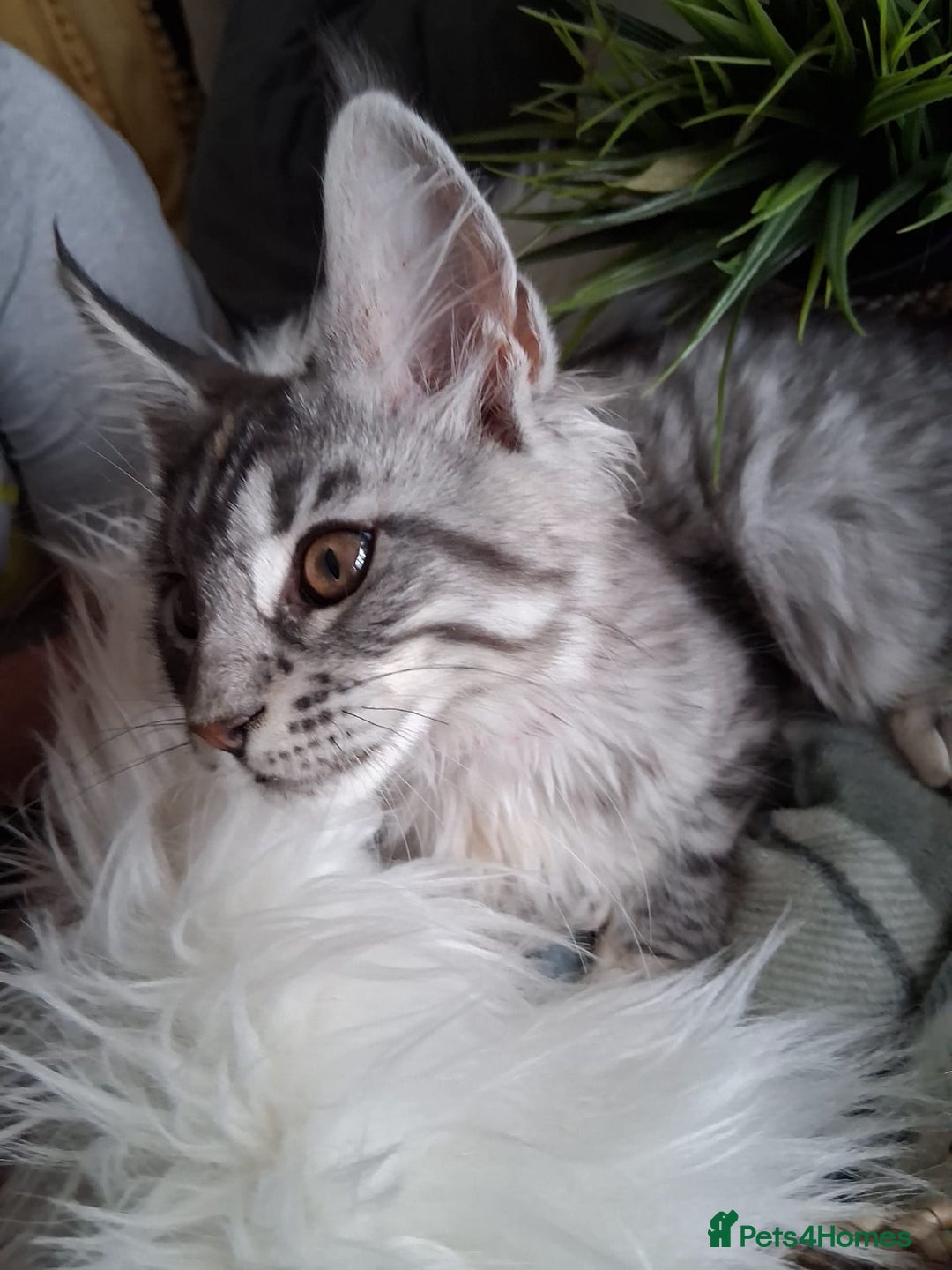 Maine Coon cats for sale: MAINE COON XL purebred registered active - Image 12