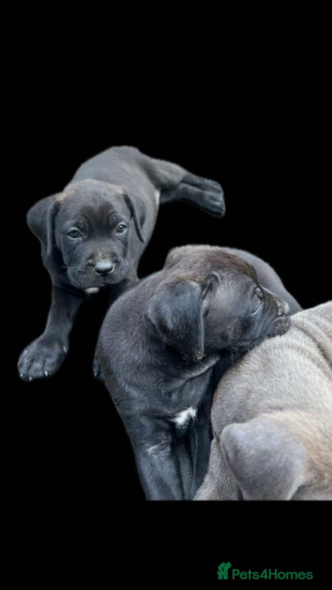 Mixed Breed dogs for sale: Wf17 7JH  - Image 5