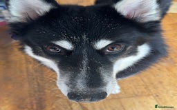 Mixed Breed dogs for sale: Meet Sparks - Image 26