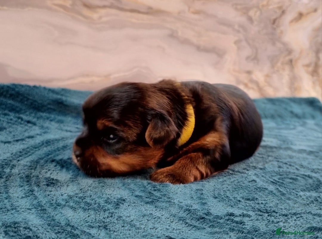 Yorkshire Terrier dogs for sale: 4 Lovely puppies  - Advert 23