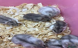 Hamster rodents for sale: Cute, friendly dwarf hamsters  - Image 2