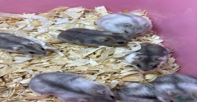 Hamster rodents - Advert 3
