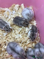 Hamster rodents - Advert 12
