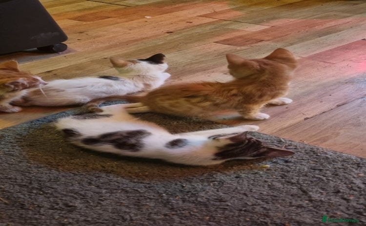 Mixed Breed cats - Advert 10