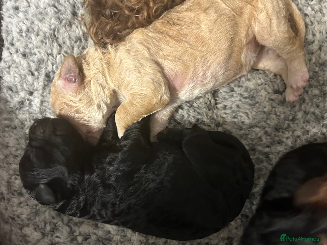 Bernedoodle dogs for sale: Bernedoodle x Labradoodle  - Image 13