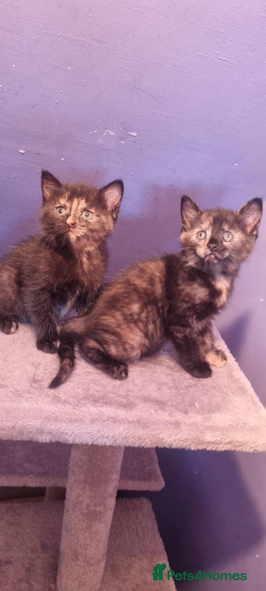 Mixed Breed cats Kittens for sale beautiful  - Advert 6