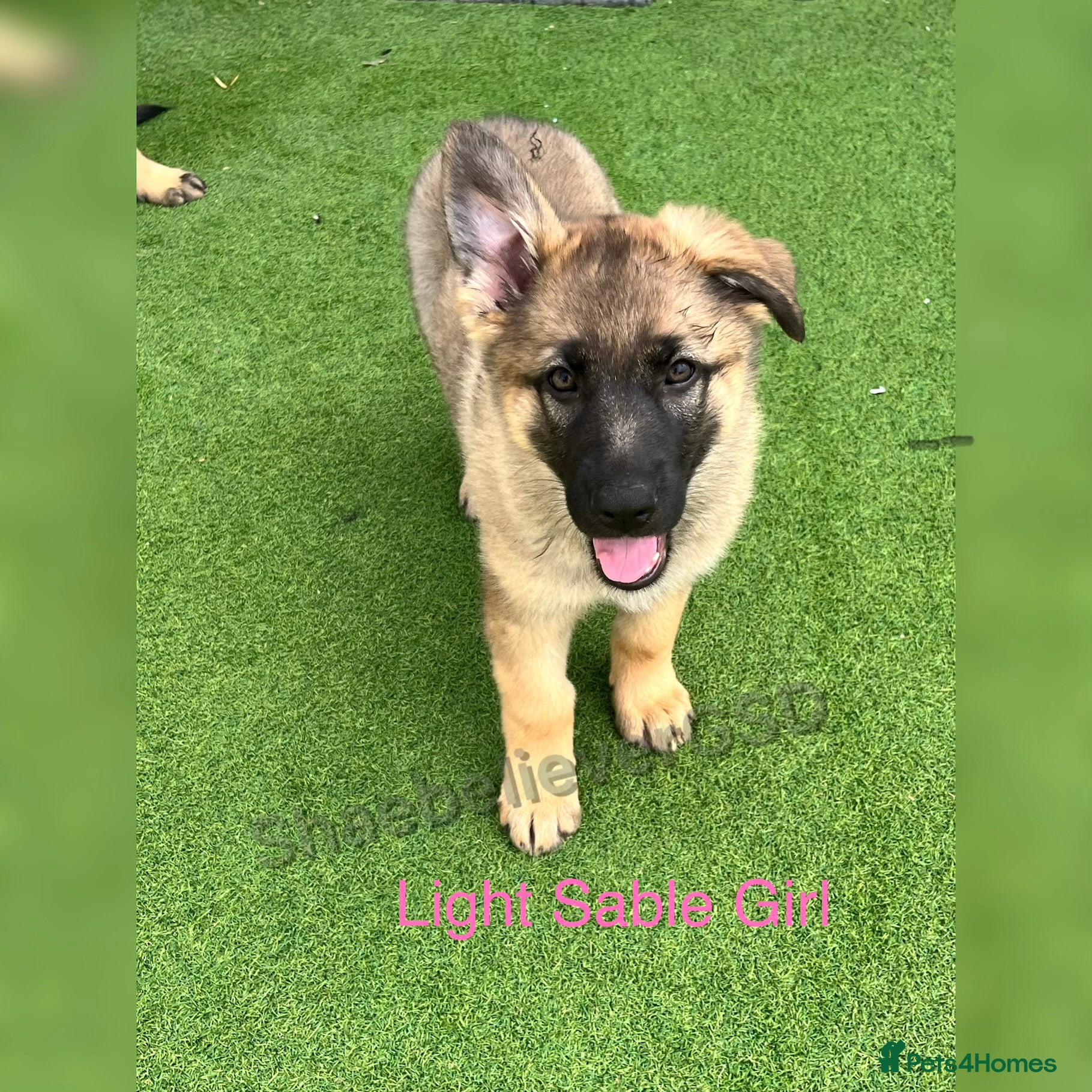 German Shepherd dogs Two KC Reg full health tested gorgeous pups left❤️ - Advert 6