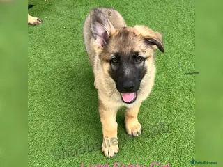 German Shepherd dogs Two KC Reg full health tested gorgeous pups left❤️ - Advert 6