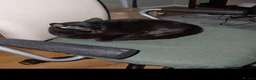 British Shorthair cats for sale: Black cat 5 years old  in London - Advert 2