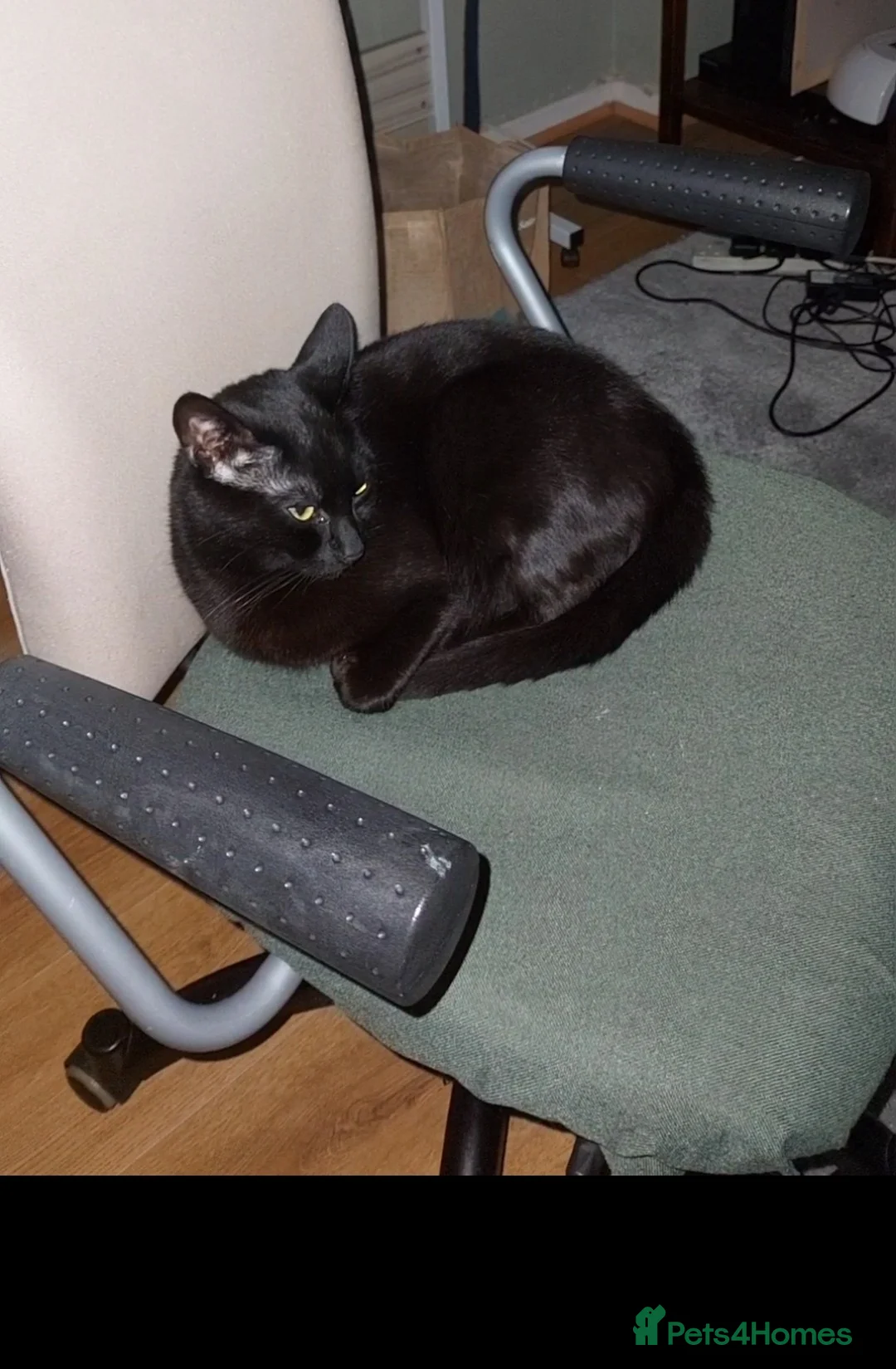 British Shorthair cats for sale: Black cat 5 years old  in London - Advert 2