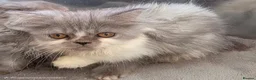 Persian cats for sale: Persian kittens for sale in Huddersfield - Advert 9