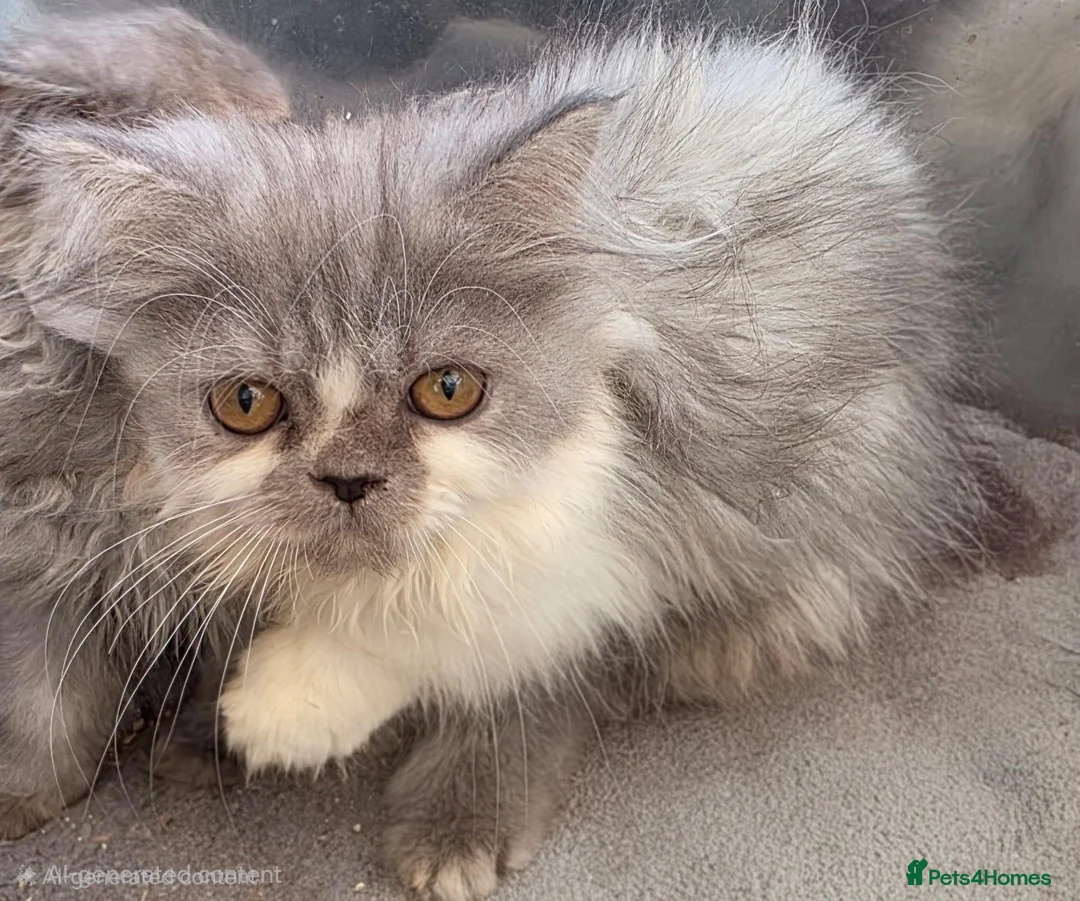 Persian cats for sale: Persian kittens for sale in Huddersfield - Advert 9