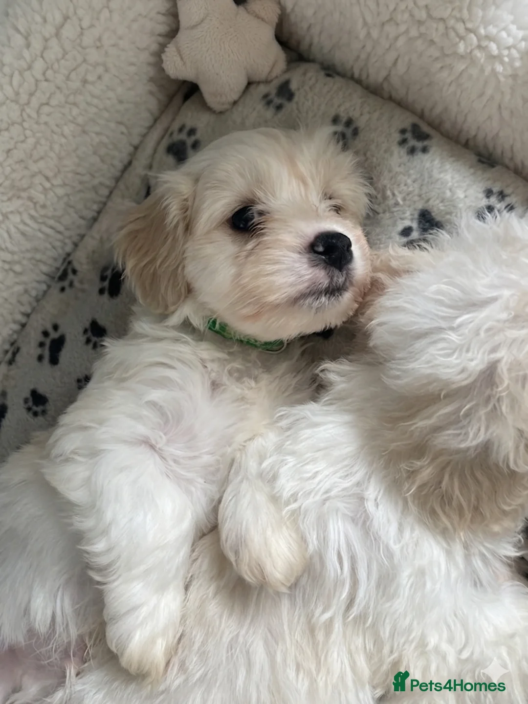 Cavapoo dogs for sale: Beautiful Male Cavapoo puppy - Advert 2