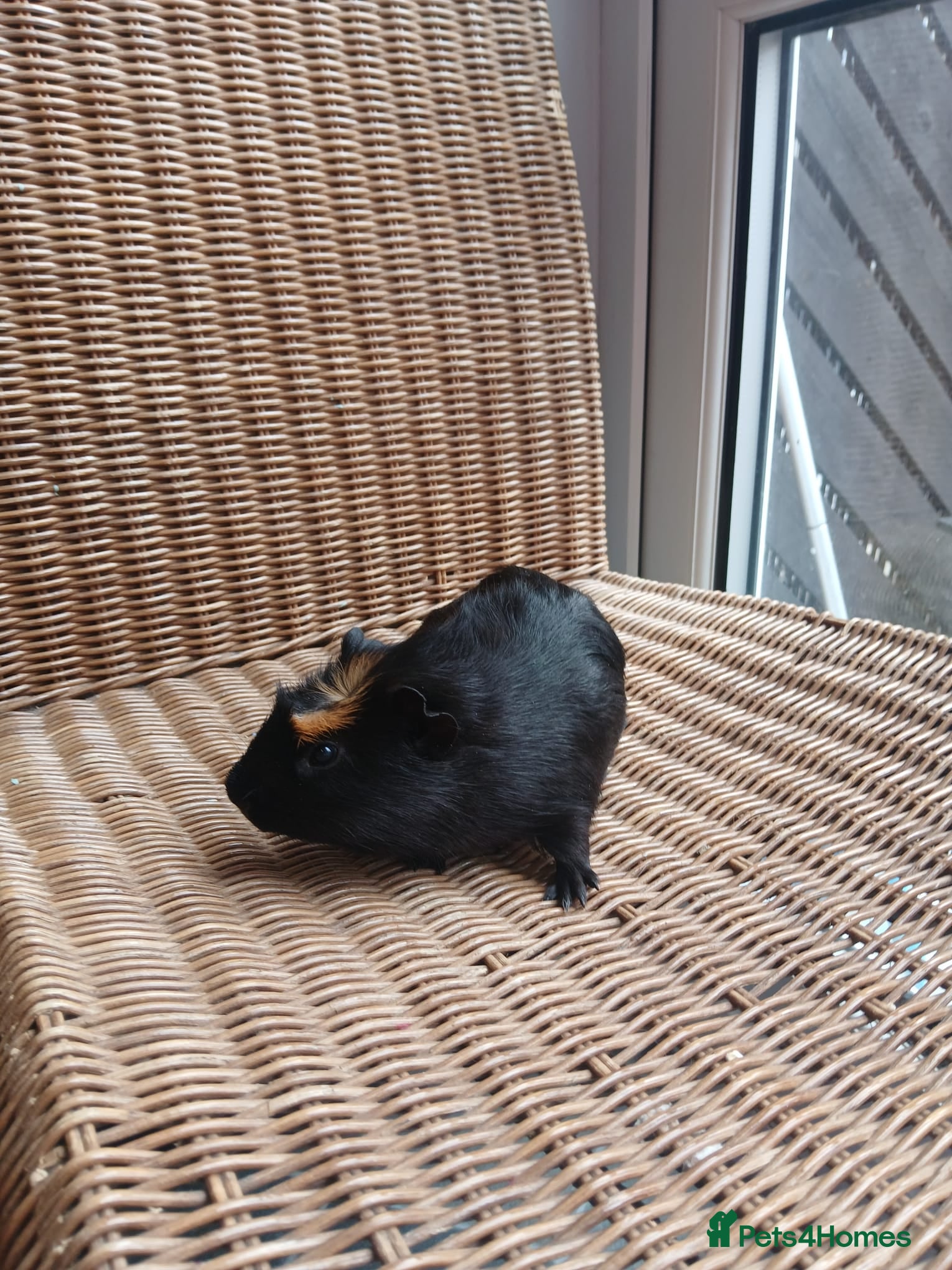 Guinea Pig rodents for sale: Guinea pigs for sale in York - Advert 5