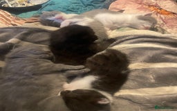 British Shorthair cats for sale: 5 kittens mixed litter 9 weeks old, ready now!  - Image 18