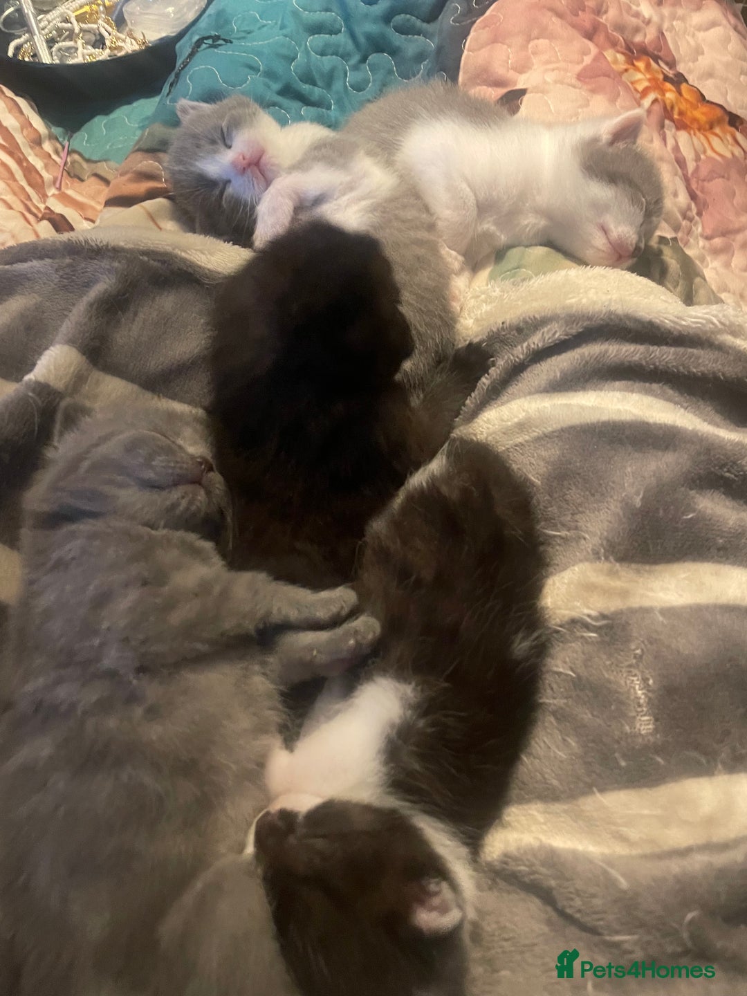 British Shorthair cats for sale: 5 kittens mixed litter 9 weeks old, ready now!  - Image 18
