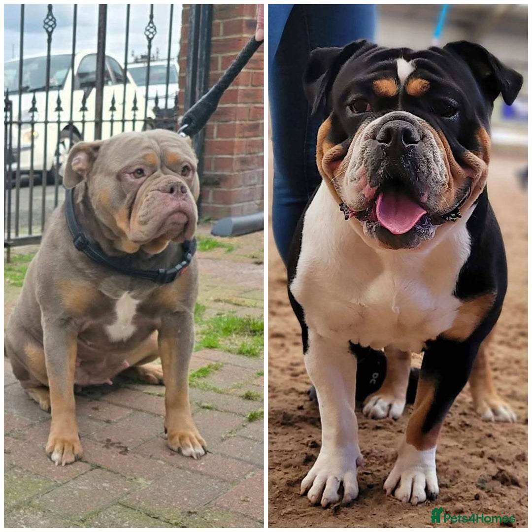 Old Tyme Bulldog dogs for sale: Old tyme bulldogs puppies ready for new homes - Image 2