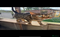 Bengal cats for sale: Stunning female tica reg Bengal  - Image 4