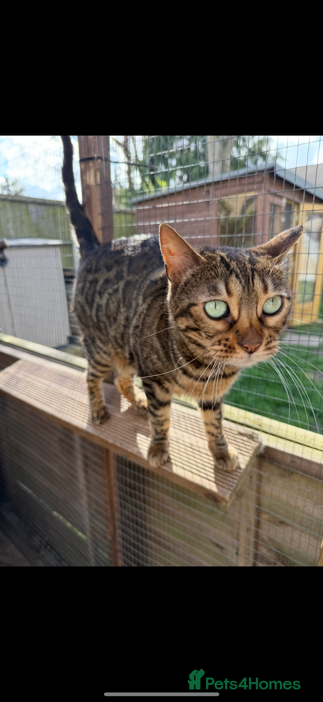 Bengal cats for sale: Stunning female tica reg Bengal  - Image 4