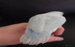 Parrots birds for sale: 8 week old baby parrotlets silly tame - Image 4