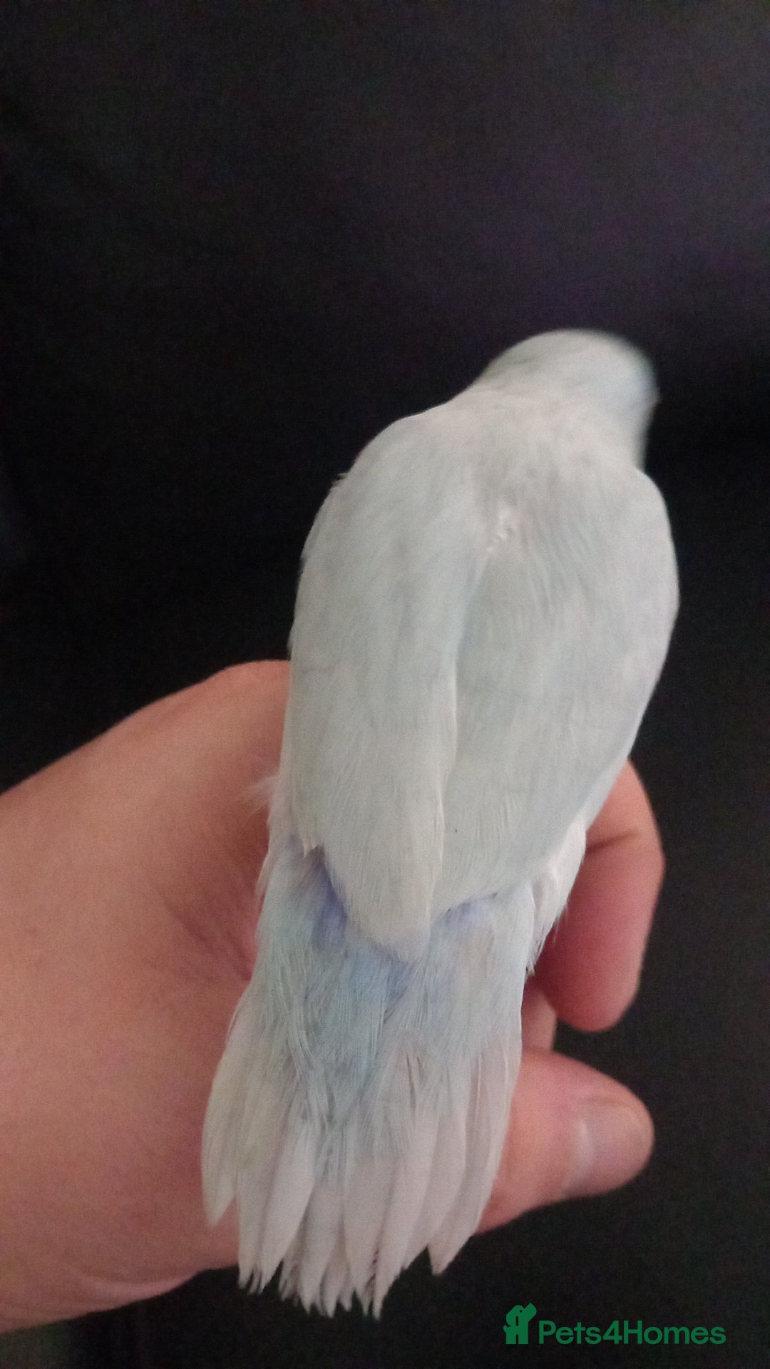 Parrots birds for sale: 8 week old baby parrotlets silly tame - Image 4
