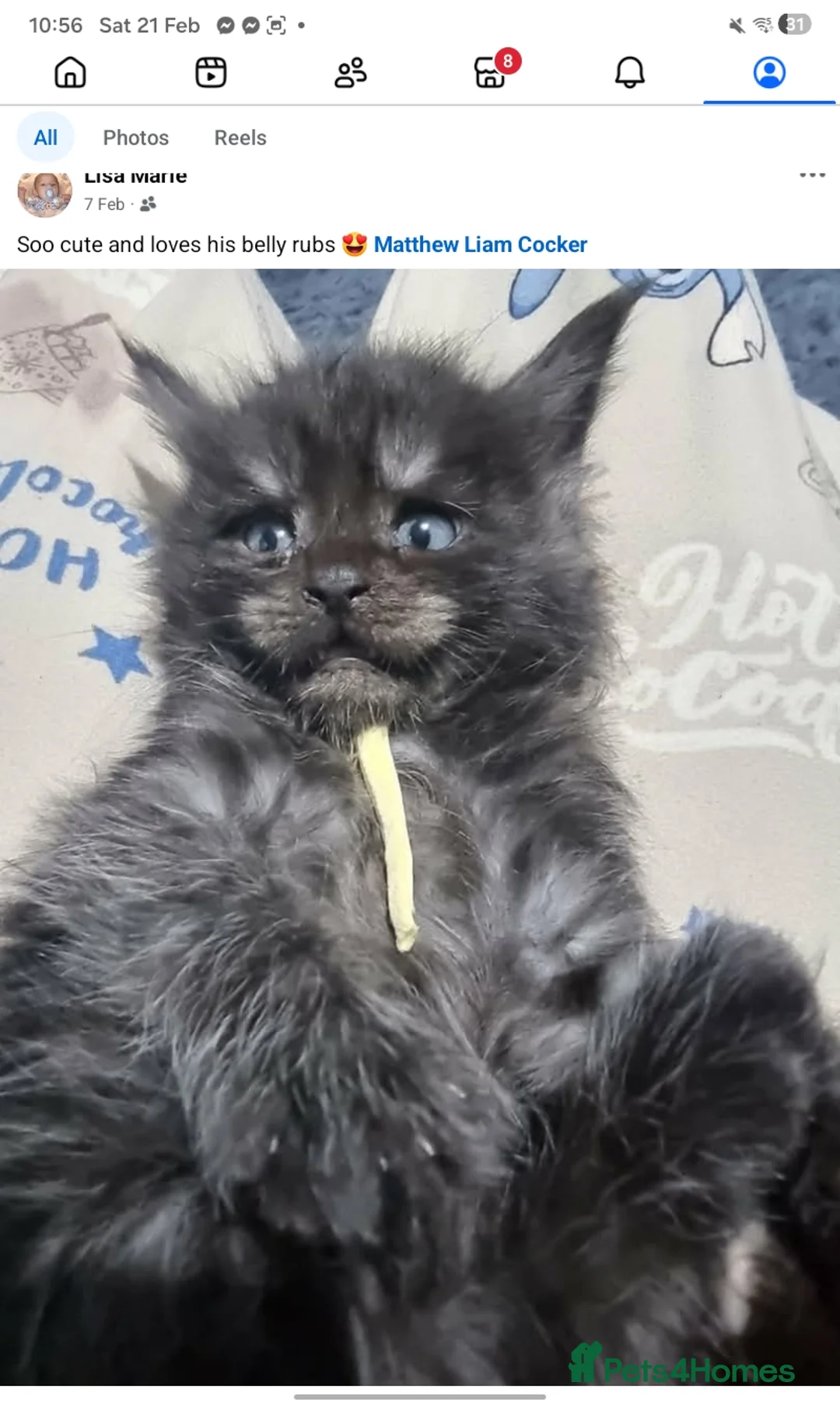 Maine Coon cats for sale: Beautiful black smoke mainecoon male - Advert 3