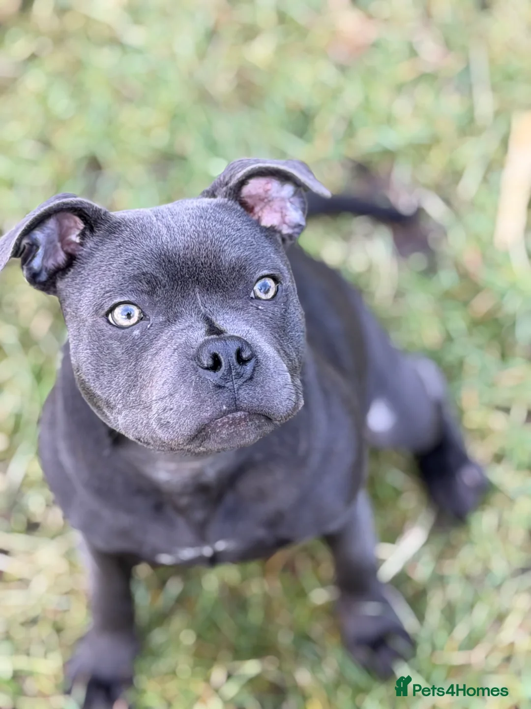 Staffordshire Bull Terrier dogs for sale: Scuba_staffies waiting list open. Valglo x bronson - Advert 5