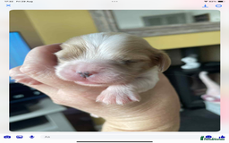 Cavalier King Charles Spaniel dogs for sale: Cavalier King Charles spaniel  - Image 27