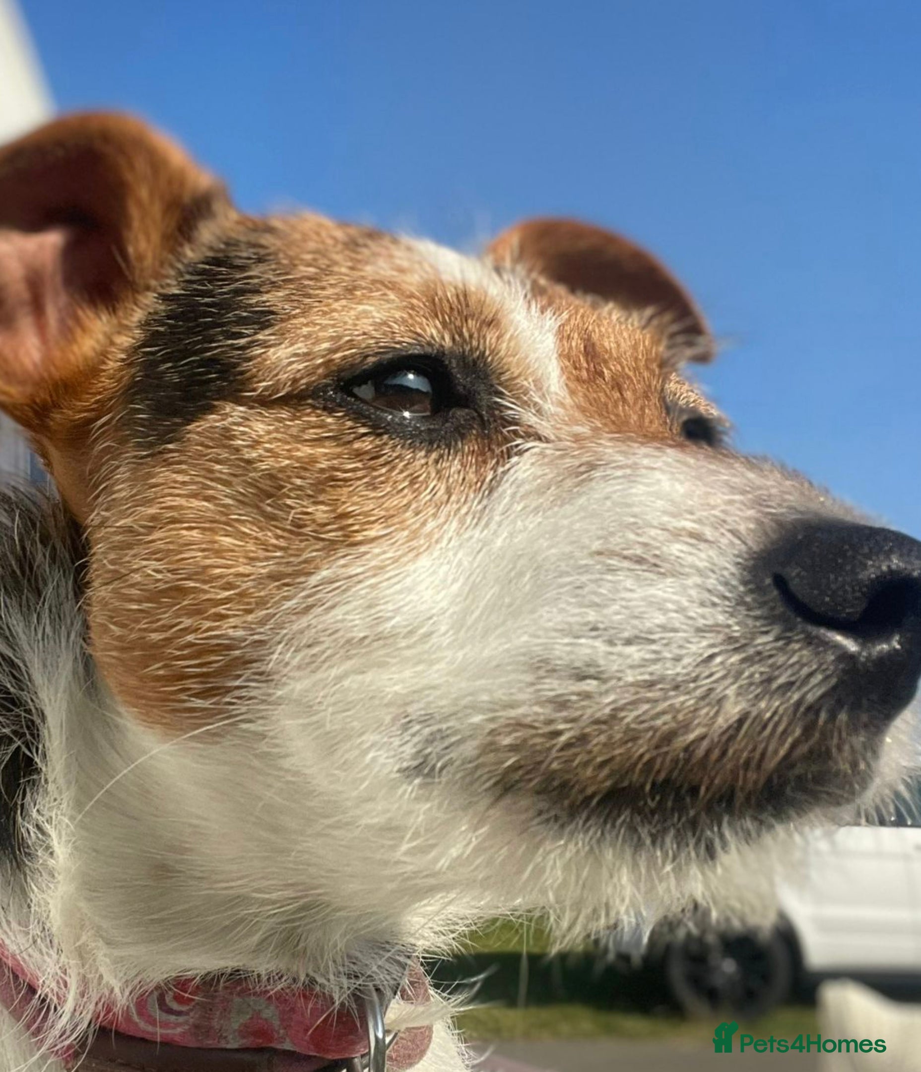 Jack Russell dogs Jack Russell puppies tri colour  - Advert 4