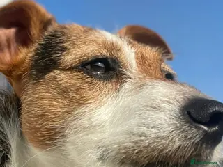 Jack Russell dogs Jack Russell puppies tri colour - Advert 8