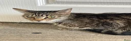 Mixed Breed cats for sale: Kittens - Advert 1