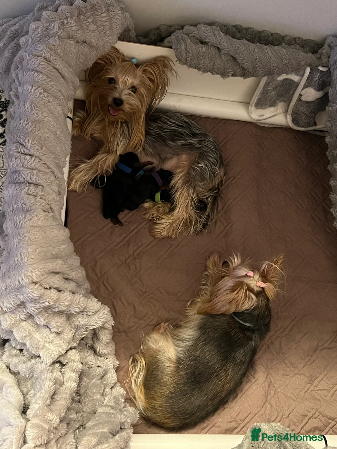 Yorkshire Terrier dogs for sale: Exceptional Pure Yorkshire Terrier Boys  - Advert 6