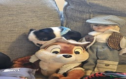 Boston Terrier dogs for sale: Boston Terrier 5* puppies - Image 24