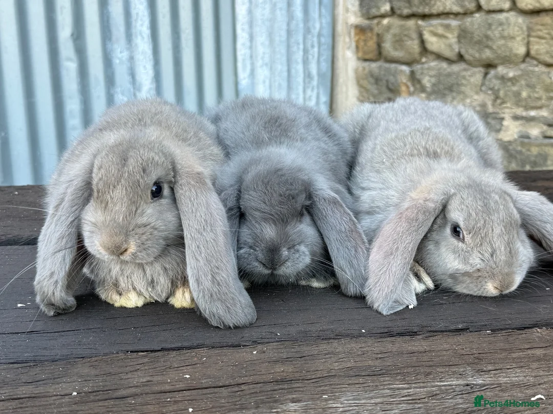 French Lop rabbits for sale: Stunning XL French lops  - Advert 12