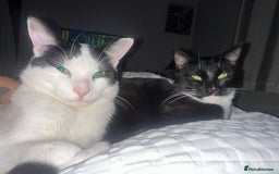 Domestic Shorthair cats for sale: Two Beautiful Boys - seeking new home  - Image 1