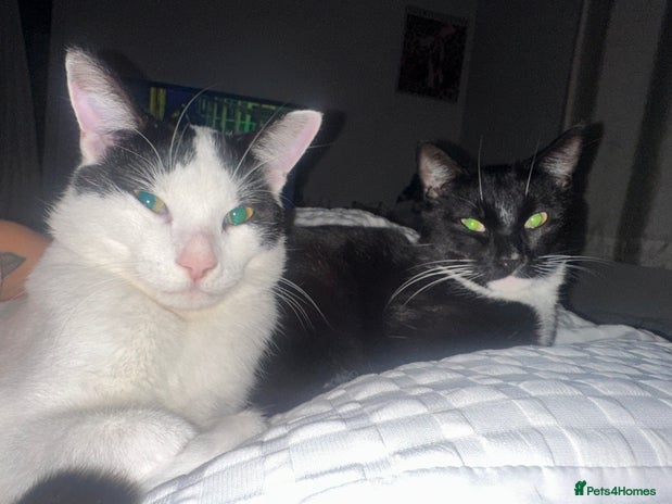 Domestic Shorthair cats - Advert 1