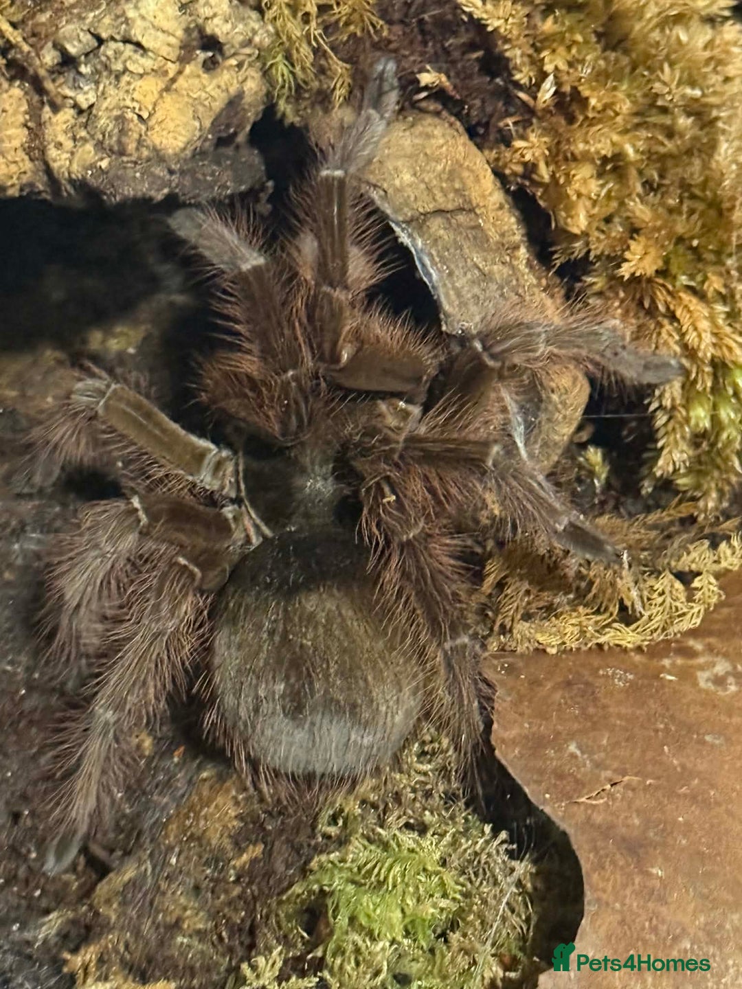 Spiders invertebrates for sale: 🕷️ RARE SPIDERS 🕷️ FOR SALE 🕷️ - Advert 2