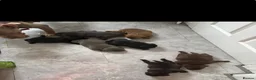 American Bully dogs for sale: **MICRO BULLY PUPPIES *** - Advert 30