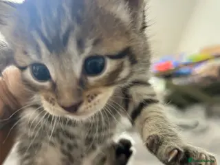 Maine Coon cats Maine coone kittens - Advert 18