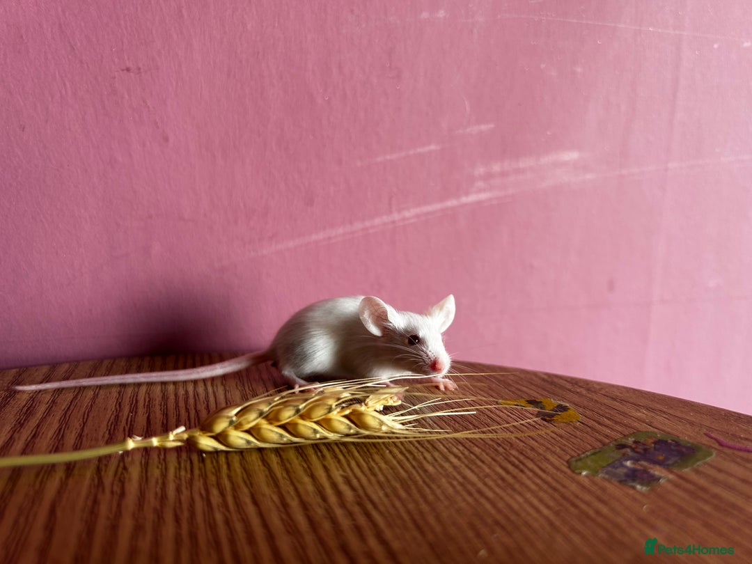 Mouse rodents for sale: Little Mices  - Image 6