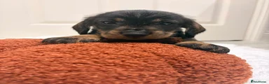 Otter