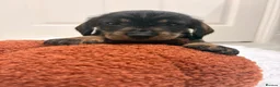 Dachshund dogs for sale: Standard quality Wire haired dachs - Advert 12