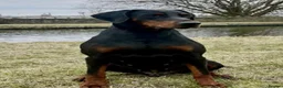 Dobermann dogs for sale: Excellent dobermann puppies  - Advert 3