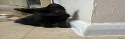 Mixed Breed cats for sale: Gorgeous kittens for sale in Stroud - Advert 2