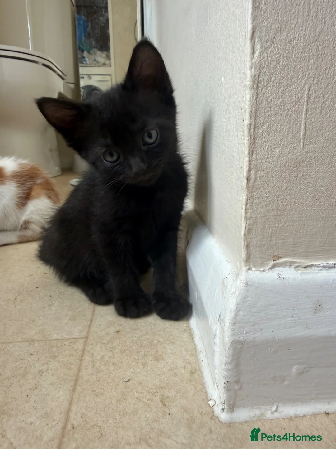Mixed Breed cats for sale: Gorgeous kittens for sale in Stroud - Advert 2