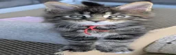Maine Coon cats for sale: Chunky loveable Maine Coon Boy - Advert 22