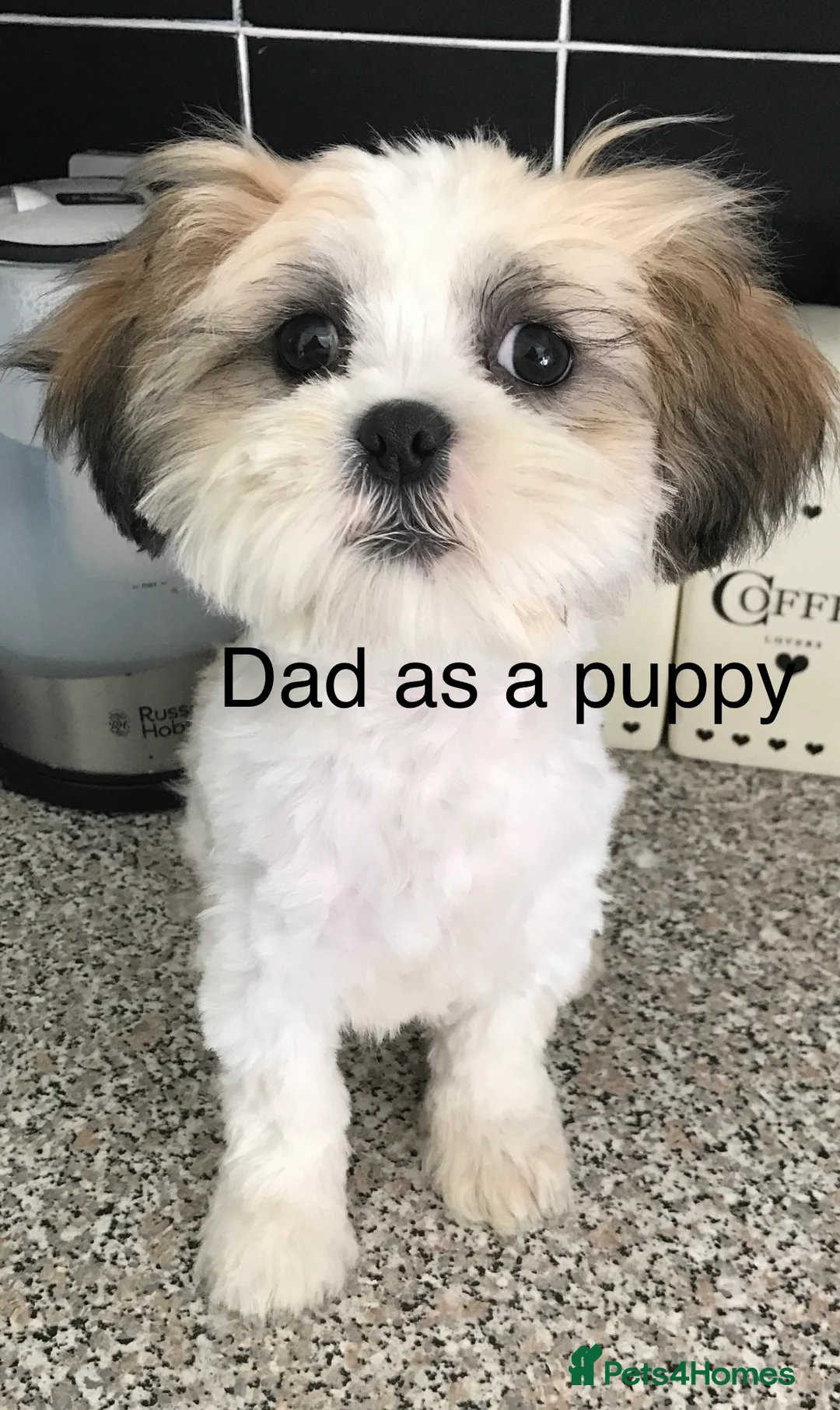 Shih Tzu dogs for stud: Stunning KC boy for stud  - Advert 3