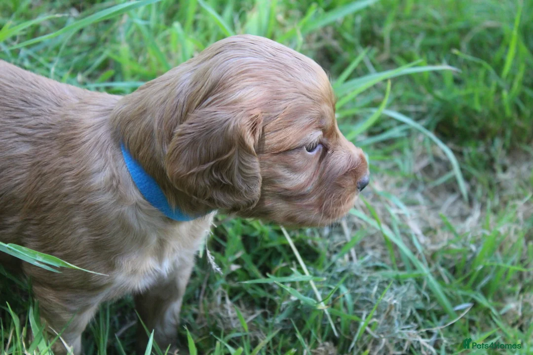 Cocker Spaniel dogs for stud: Fully Health Tested Dark Red W/Cocker Spaniel Stud in Totnes - Advert 10