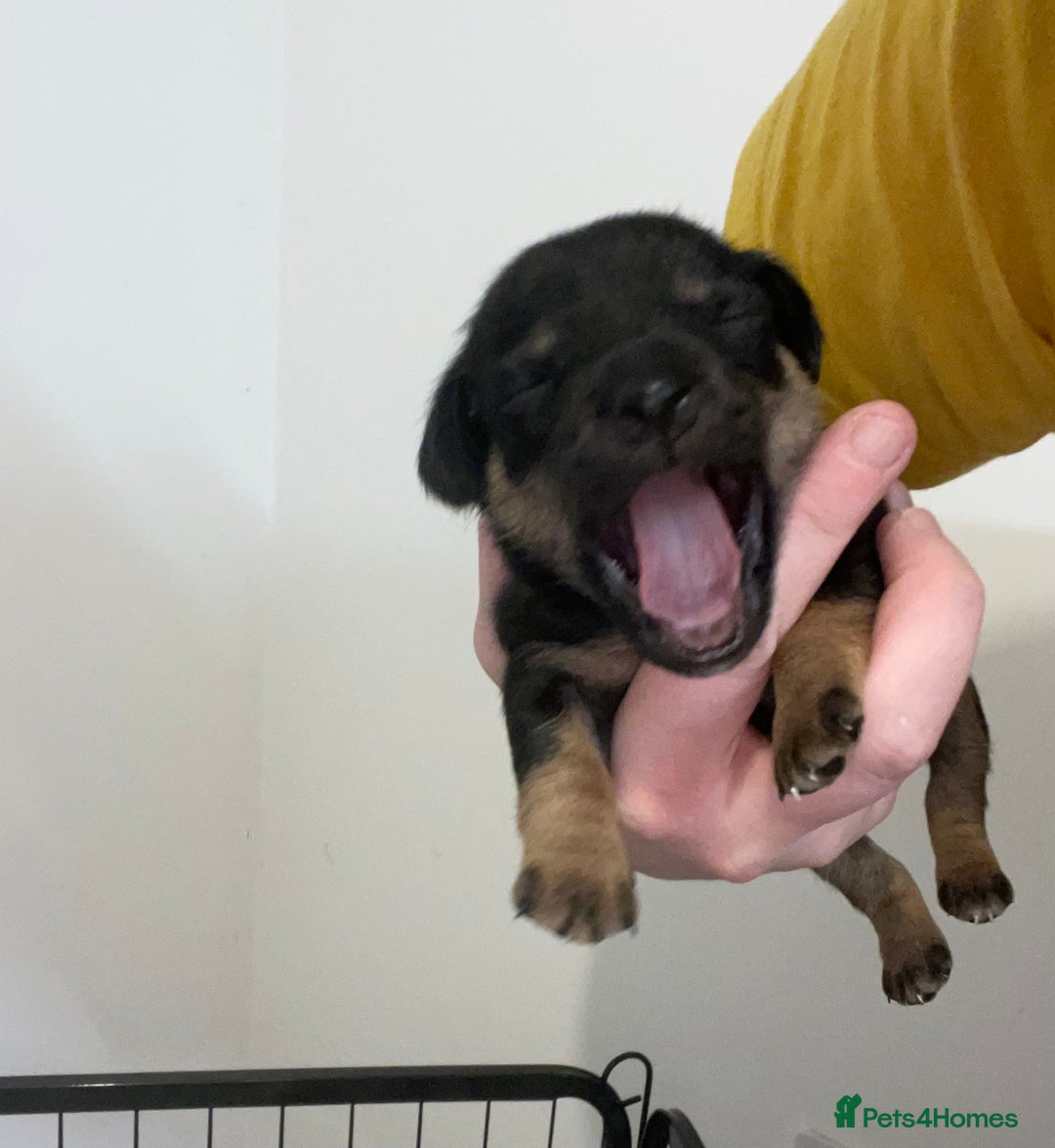 Jack Russell dogs for sale: Jack Russell Puppies - Advert 9