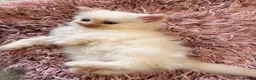 Mixed Breed cats for sale: 6 ragdoll x Persian kittens - Advert 17